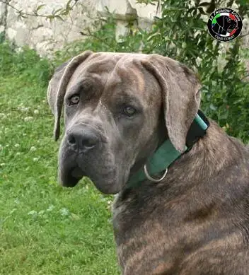 Cane Corso  Chiot N°1 Des Gardiens De Brenne photo 3