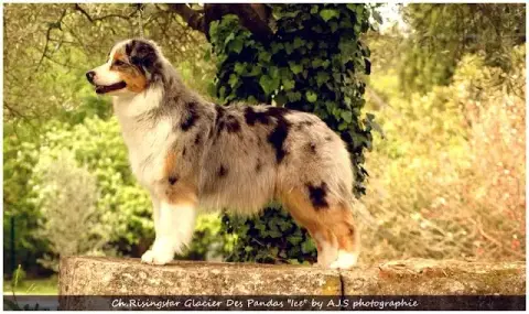 Berger Australien  Chiot N°10 Des Légendes De Maika 3295a photo 3