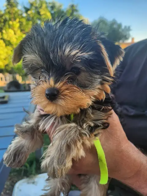 Yorkshire Terrier  Chiot N°3 Des Babys D'Emporda