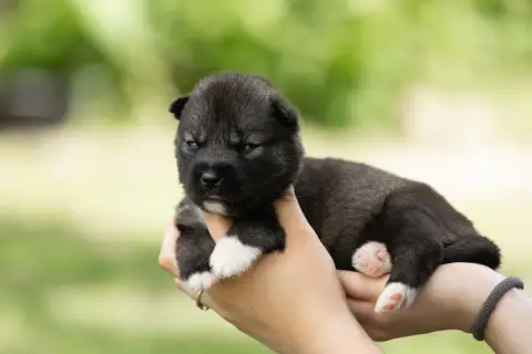 Siberian Husky  Chiot 3 Of Umok'S Dreams