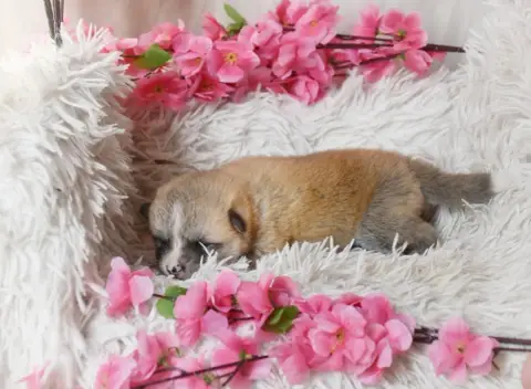 Akita  Chiot Collier Rose Of Imperial Kitsune