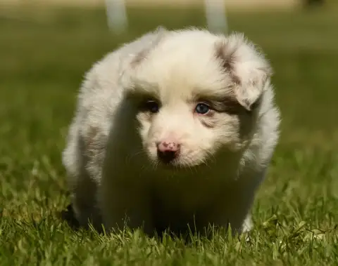 Border Collie  Chiot N°5 Des Collines De Sagne photo 2