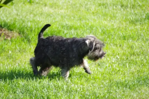 Schnauzer Miniature  Beethoven A L'Ouest Des Prés De  36b04 photo 2