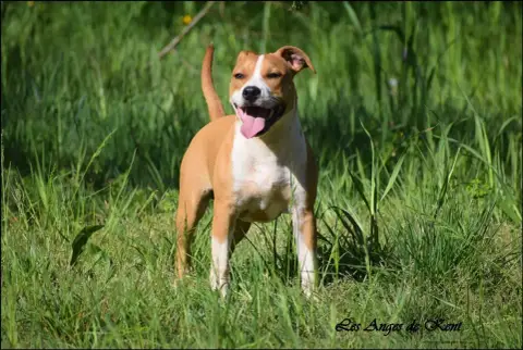 American Staffordshire Terrier  M1 American Apollo Le 78cb7