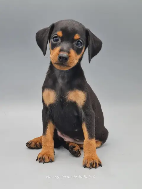 Pinscher Nain  Bunny Du Mont De La Chenaie photo 2
