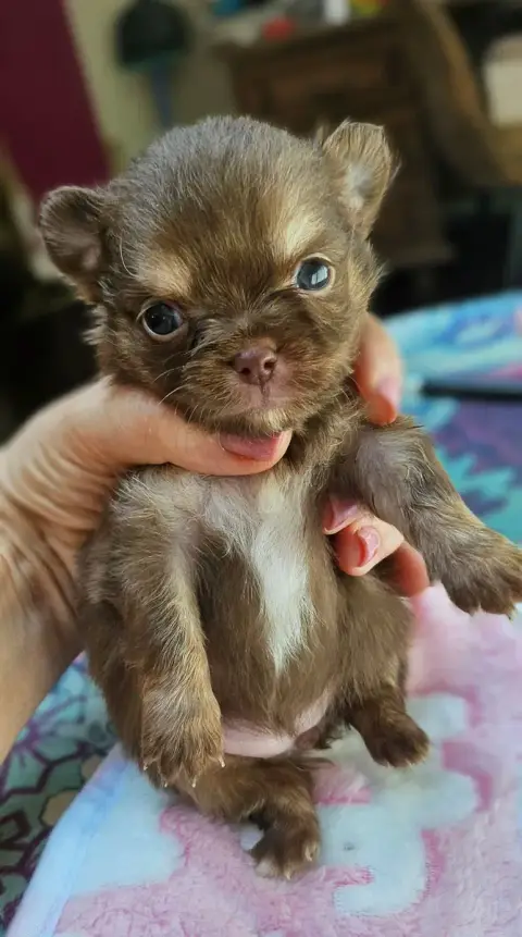 Chihuahua  Bijoux Of Little By Little photo 3