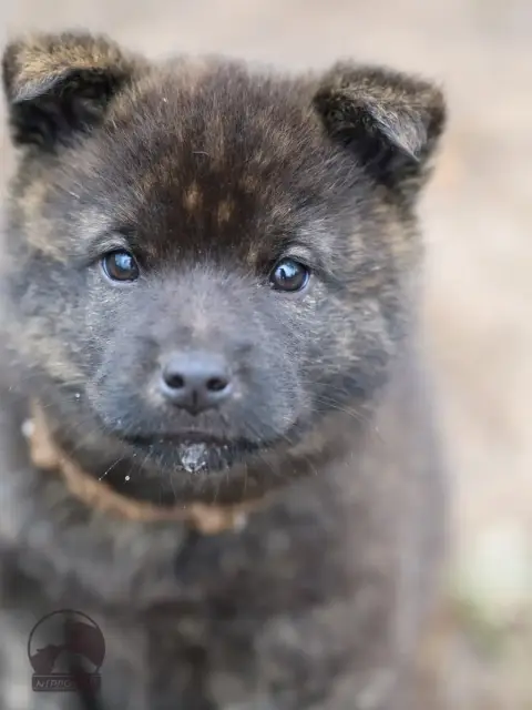 Kai