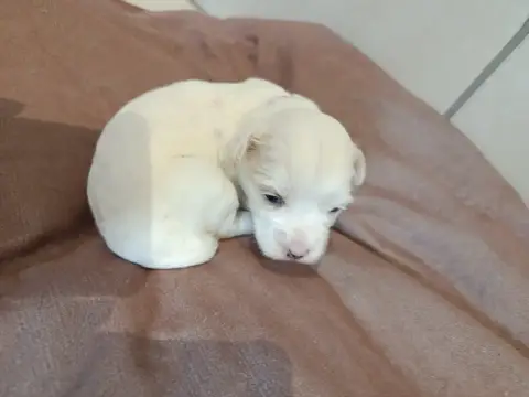 Coton De Tulear  Rose Du Haut De Champfleury photo 3