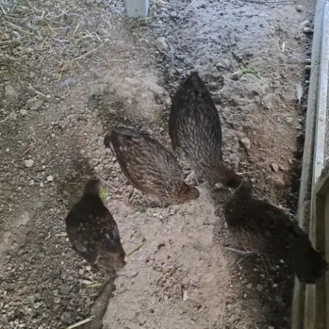 Tragopans Temminck