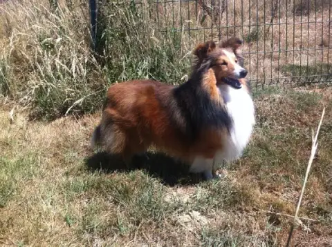 Shetland Sheepdog  Chiot N°4 De La Terre De Neaure photo 3