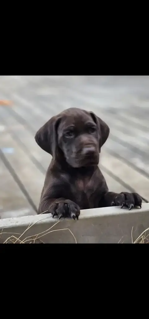Adopter Braque Allemand À Poil Court 
                        f8bb4