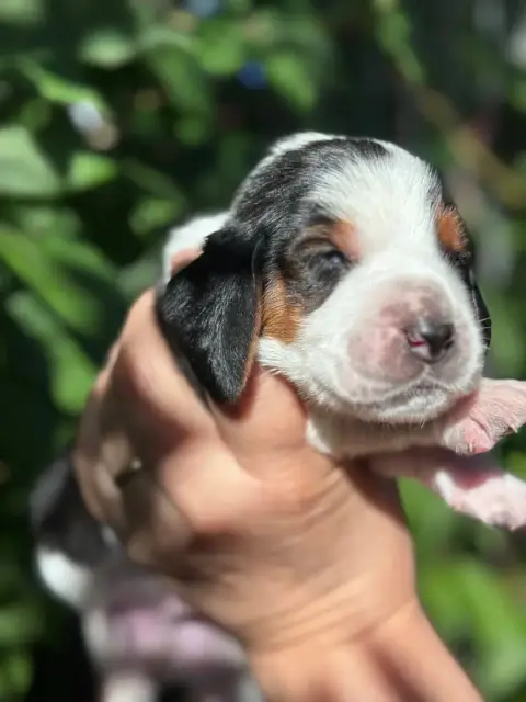 Basset Hound  Barney Collier Bleu Tricolore Du Bercea 710e1 photo 2