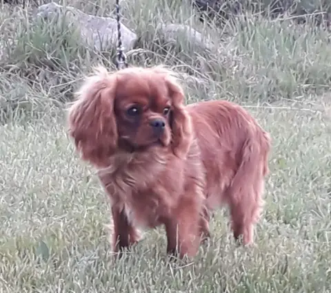 Cavalier King Charles Spaniel  Collier Rouge Des Sent 0d5eb photo 3