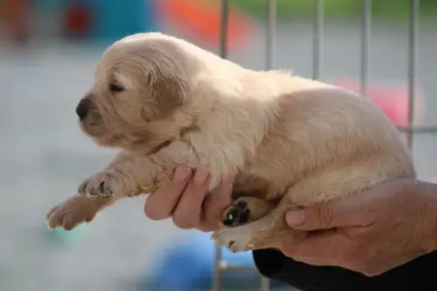 Golden Retriever  Chiot N°3 Des Romarins De Mayerling 801f3