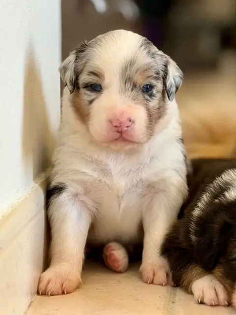 Berger Australien  Chiot 4 Au Royaume Des Jolies Perl 11cff