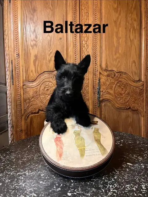 Scottish Terrier  Chiot N°3 Du Clos Des Dolls