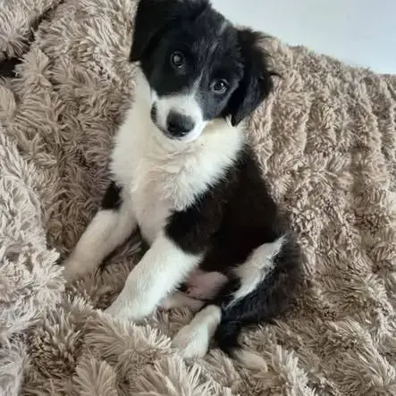 Chien Alpha À L Adoption