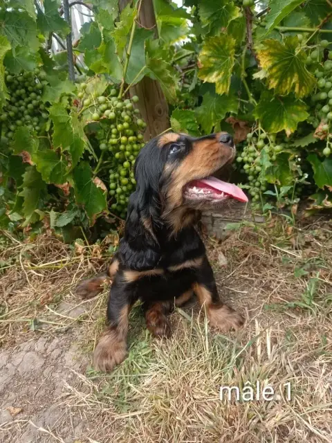 Cocker Spaniel Anglais  Chiot N°1 Des Pres Flamands b2935 photo 2