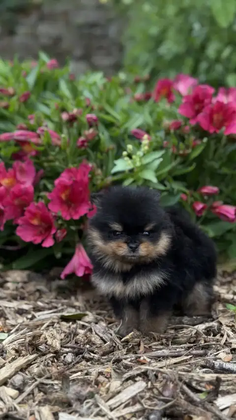 Spitz Allemand  Chiot N°1 Des Pom'S D'An Arvor
