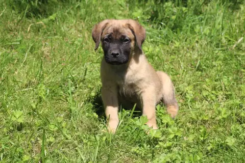 Cane Corso  Chiot N°5 photo 2