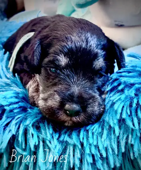 Schnauzer Miniature  Brian Jones Des Forbans Du Roc D d2154 photo 2