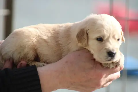 Golden Retriever  Chiot N°5 Des Romarins De Mayerling b6241 photo 3