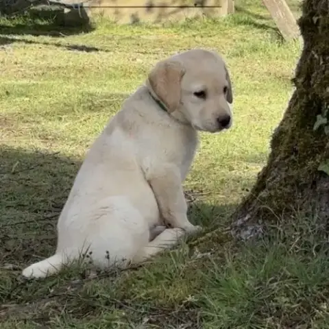 Chiots Labradors Lof