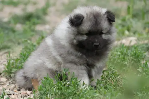 Spitz Allemand  A Choisir Par La Famille Avant Vaccin b650b