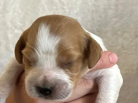 Epagneul Breton  Chiot N°1 De Torlhak