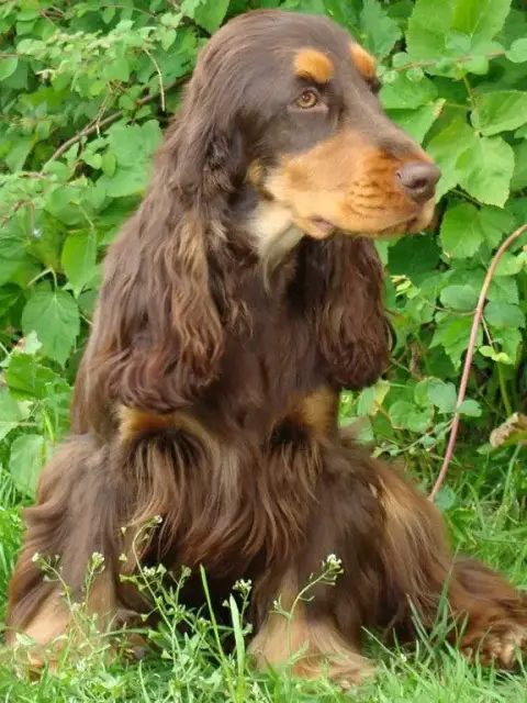 Cocker Spaniel Anglais  Baudelaire photo 3
