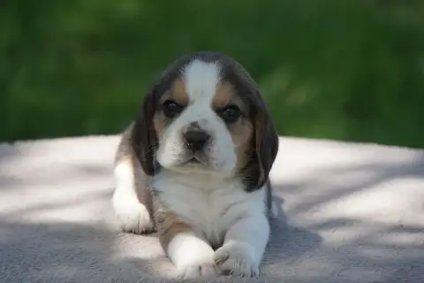 Beagle  Chiot N°7 Forgiveness American Dog photo 3