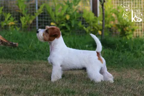 Jack Russell Terrier  Bb1- photo 2