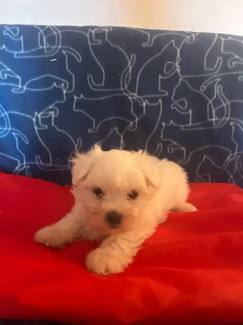 Bichon Maltais  Bazil Du Hameau De Roxane