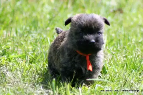 Cairn Terrier  Femelle Orange Des Fauves D'Orient