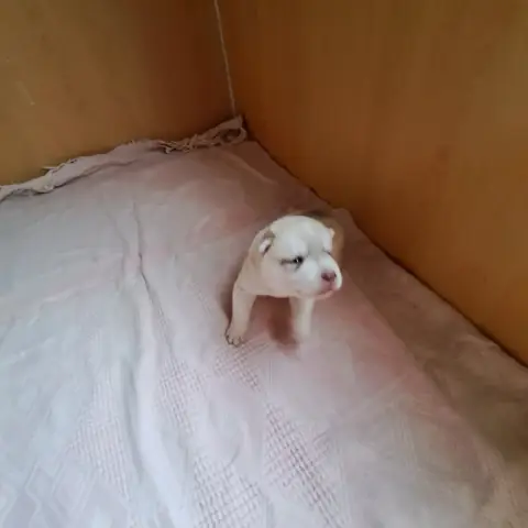 Siberian Husky  Chiot Jaune Fluo Of Wolves Children O 7aac3 photo 2