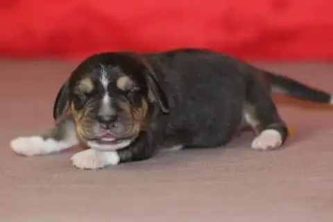 Beagle photo 3