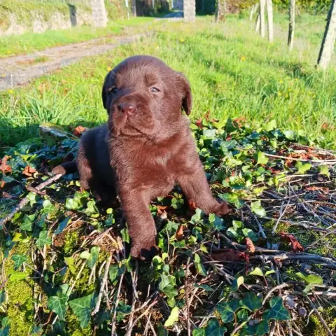 Labrador Retriever  Chiot N°1 Du Prieur De La Roche c195c