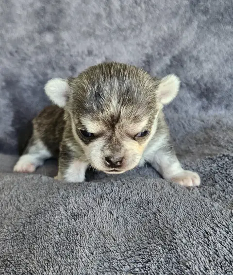 Chihuahua  Biscuit De Ponflot photo 2