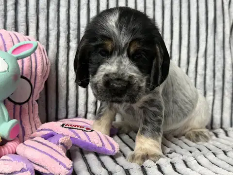 Cocker Spaniel Anglais  Chiot N°1 Du Moulin De Madjur 8bd2d