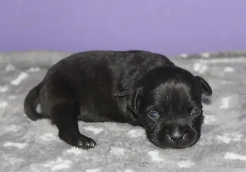 Staffordshire Bull Terrier