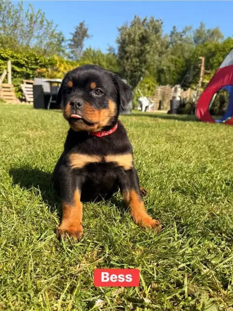 Rottweiler  Bess Des Gardiens Du Mur De Glace