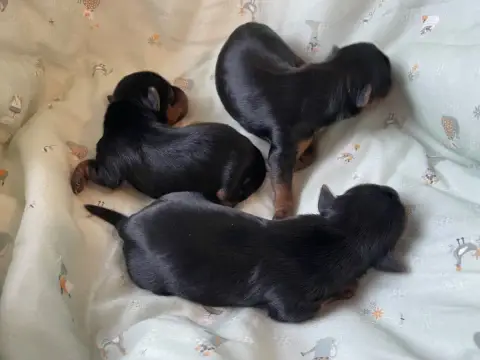 Yorkshire Terrier  Chiot 3 Des Minis Bouts