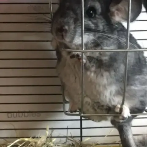 Chinchilla Standard