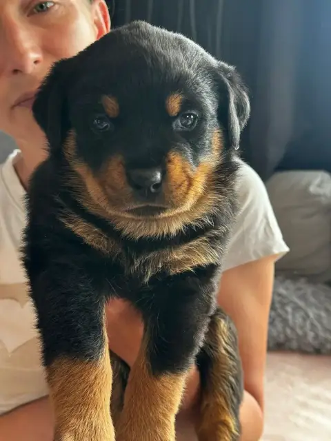 Rottweiler  Vert Du Valhalla Des Anges Noirs photo 2
