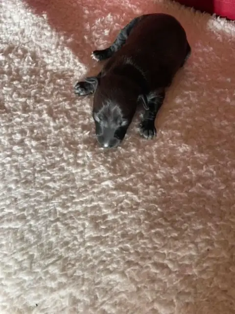 Petit Levrier Italien  Chiot 2 Des Princes De Kazan bddb8