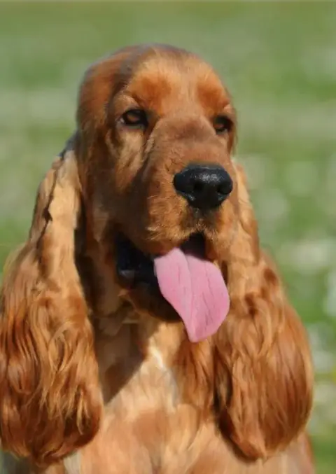 Cocker Spaniel Anglais  Collier Marron Du Val De Ligé e376a photo 2
