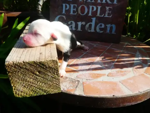 Bobtail  Chiot 3 Of Mary People photo 2