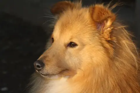 Shetland Sheepdog  Chiot N°1 Des Collines De Diwan photo 2