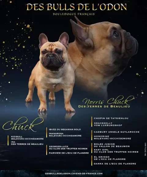 Bouledogue Français  Bennett Cross Des Loves Didi photo 3