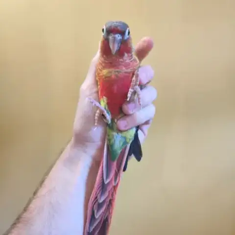 Conure De Molina Opaline Et Ananas Eam